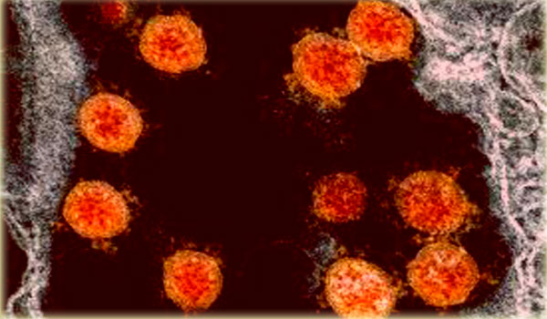 Lambhda-variant-virus